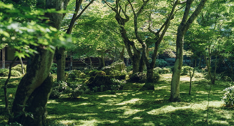 圓光寺について