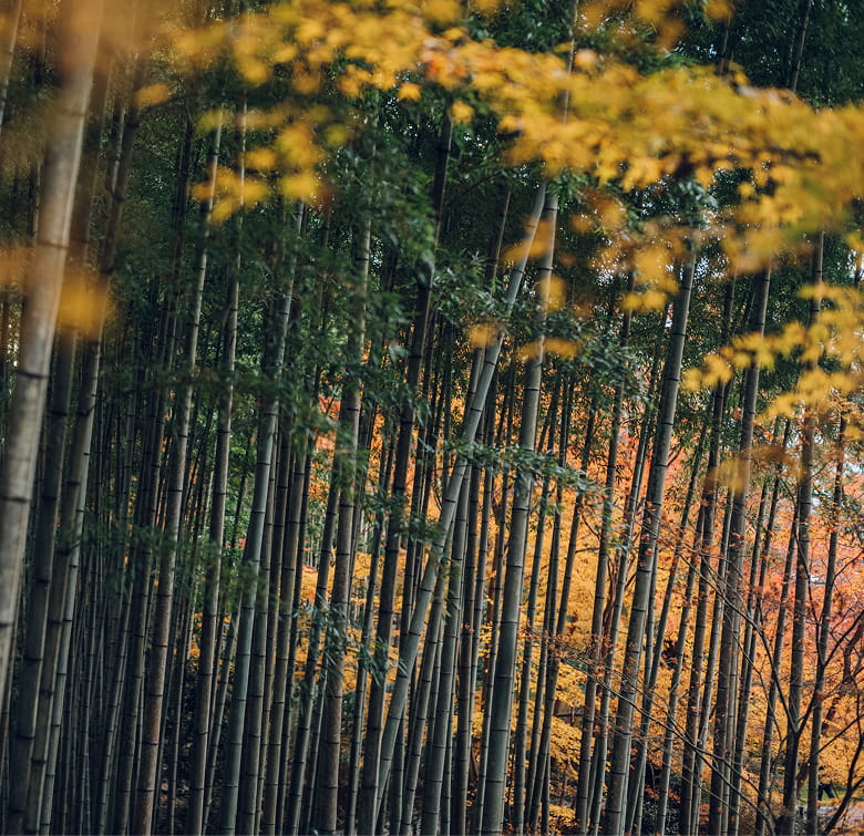 圓光寺