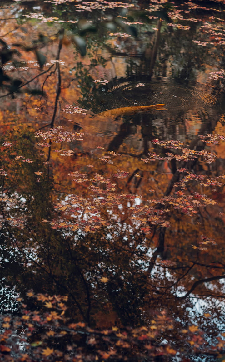 圓光寺