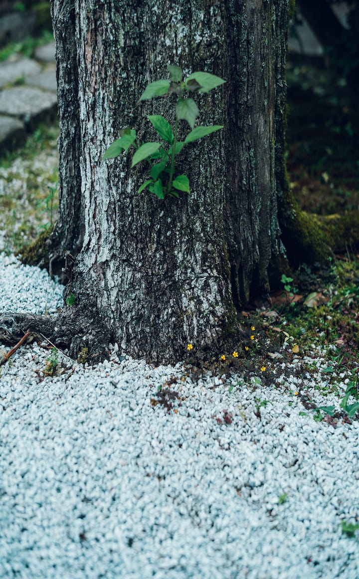 圓光寺