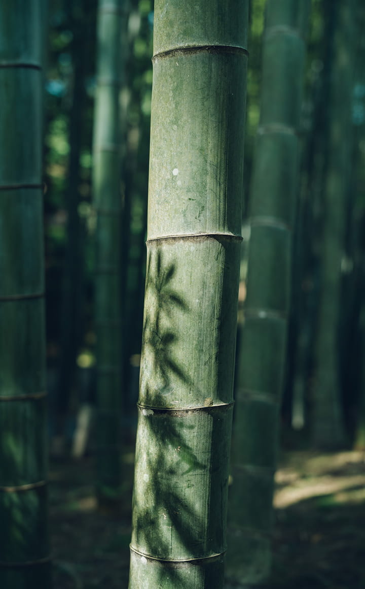 圓光寺