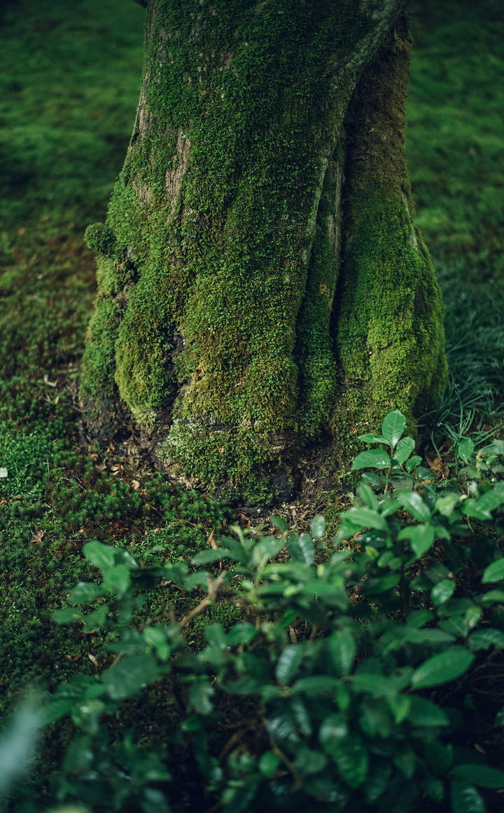 圓光寺