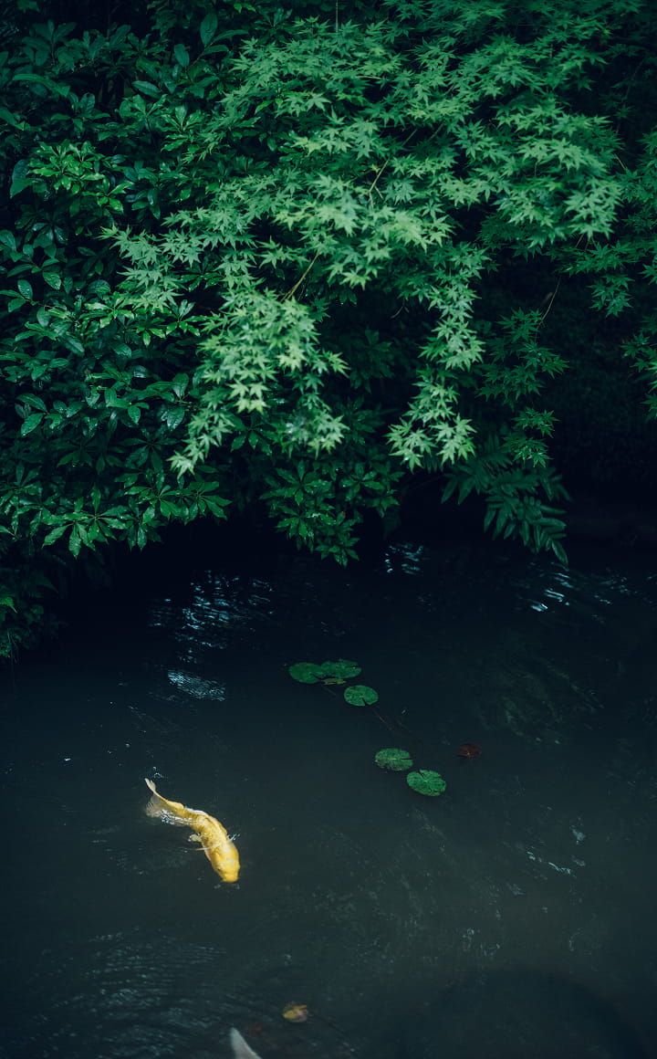 圓光寺