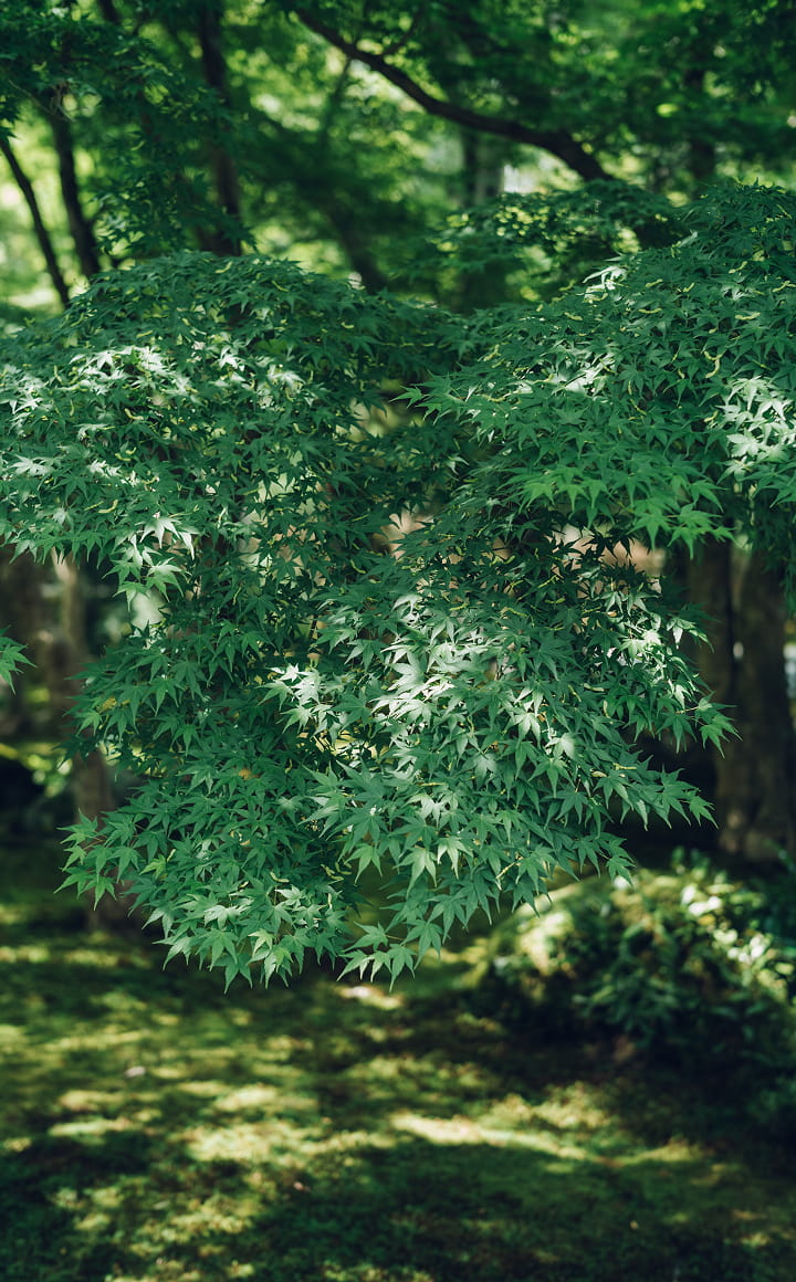 夏