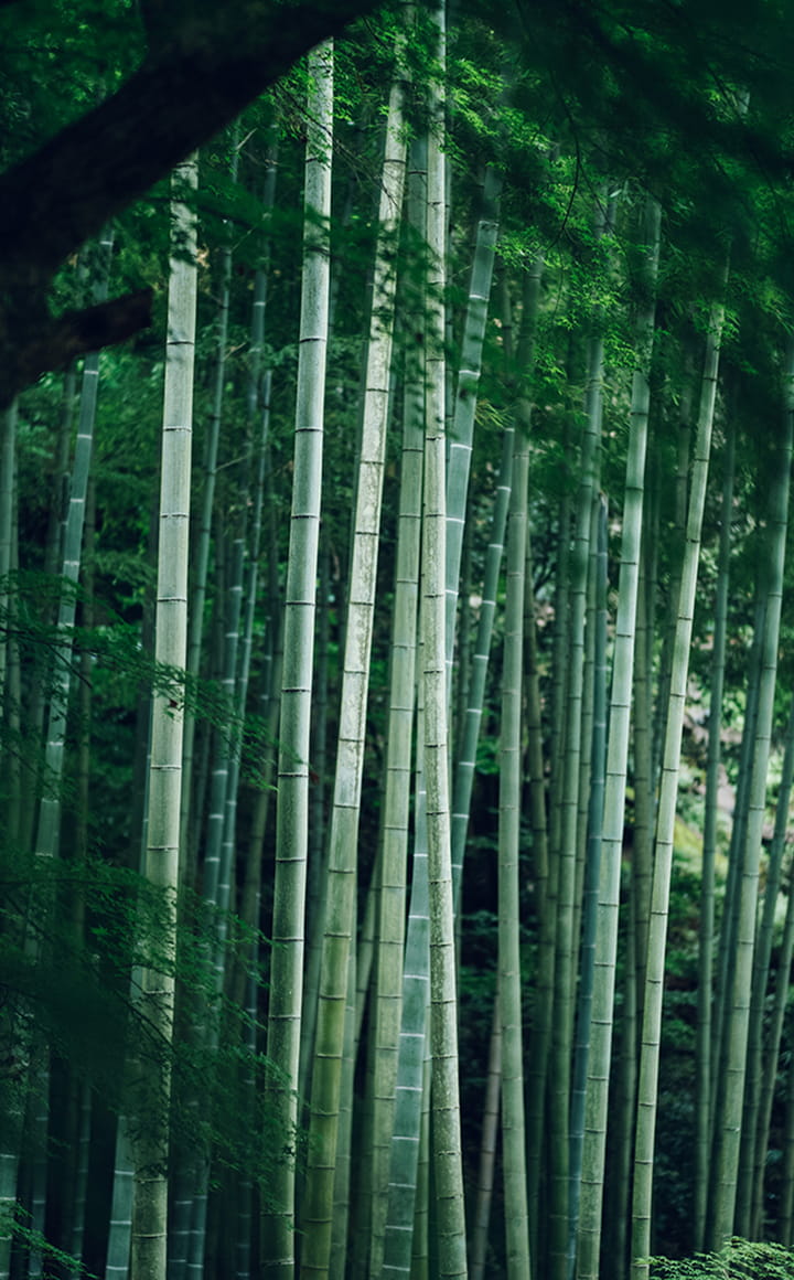 夏