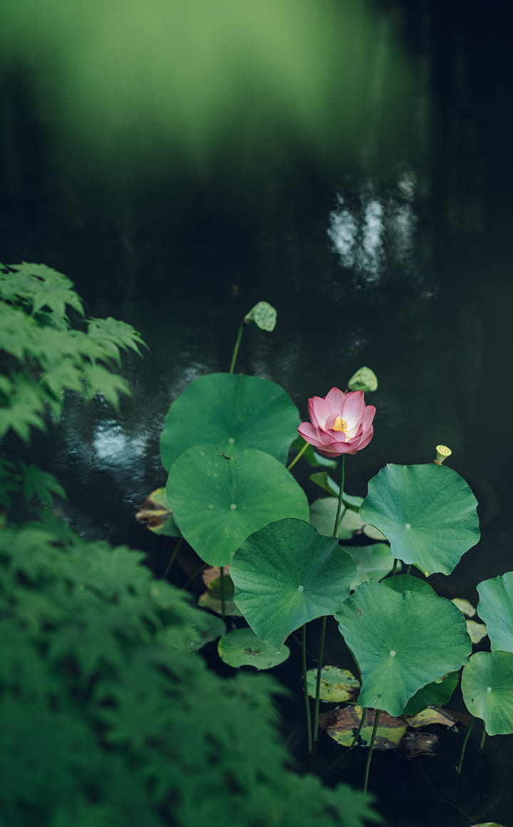 圓光寺
