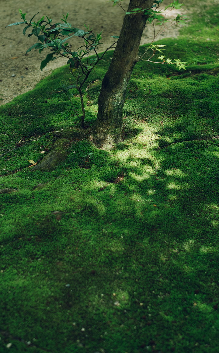 圓光寺